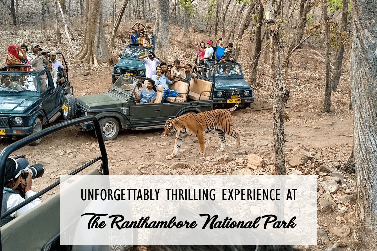 Rajasthan Ranthambore